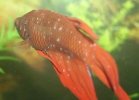 punto_blanco_peces_acuario-300x217.jpg