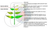 DEFICIENCIAENPLANTAS1.jpg