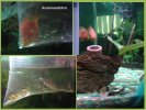 acuario adictos.jpg