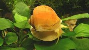 el-fabuloso-caracol-manzana2.jpg