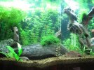 peces.JPG