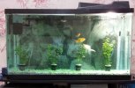 Mi%20Acuario.jpg