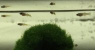 mini guppys.jpg