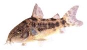 corydora.jpg