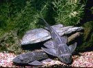 vieja-del-agua-limpiafondo-para-pecera-o-estanque-16488-MLA20120357842_062014-O.jpg
