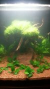 bonsai acuario.jpg