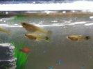 IMG-20160114-WA0015.jpg