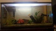 IMG-20160628-WA0006.jpg (1).jpeg