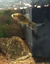 carpa.JPG carpa.JPG