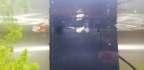 IMG-20200812-WA0000.jpg