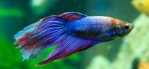 guia-peces-betta-e1479138031969-800x375.jpg