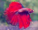 pez-betta.jpg