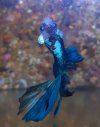 betta.jpg