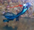 Inkedbetta graf_LI.jpg