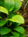 imagen_2020-11-21_225038.png