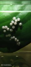 IMG_20201130_232725.jpg