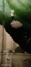 IMG_20201130_232745.jpg
