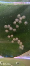 IMG_20201201_094219.jpg
