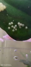 IMG_20201201_094226.jpg