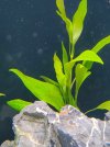 Planta1.jpeg