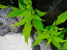 Planta2.jpeg
