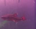 1.png 1.png