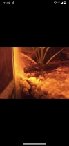 Screenshot_20210518-230329.png