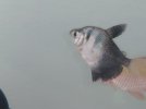 IMG_20210617_100344771.jpg