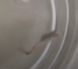 guppy.PNG