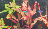 PLANTAS.png