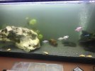 acuario1.jpg