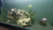 acuario2.jpg