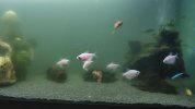 acuario3.jpg