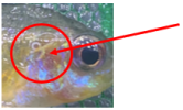 1638306990309.png
