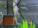 peces.jpg