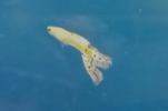 guppy1.PNG