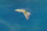 guppy 2.PNG