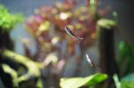 DSC04252.JPG