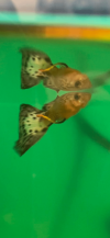 F245FE28-4B28-49F2-AC1C-3958C04B3ABF.png