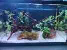 Acuario Plantado.jpg