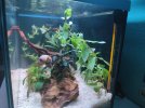 hygrophila poliesperma lateral.jpg
