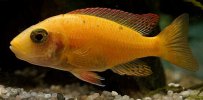 DSC00633 aulonocara fire fish macho.jpg