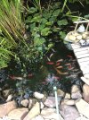 IMG_9235.jpeg