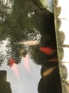 IMG_9231.jpeg