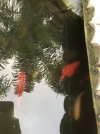 IMG_9232.jpeg