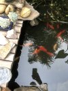IMG_9233.jpeg