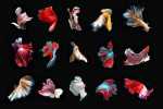 1715958443264.png