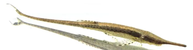 farlowella-acus-pez-gato-varilla-pzes-8.png