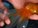 goldfish.jpg