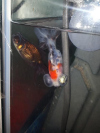 peces 2.png peces 2.png